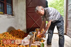河南洛阳：为了供女儿上大学，56岁果农凌晨两点骑三轮车去卖杏图片