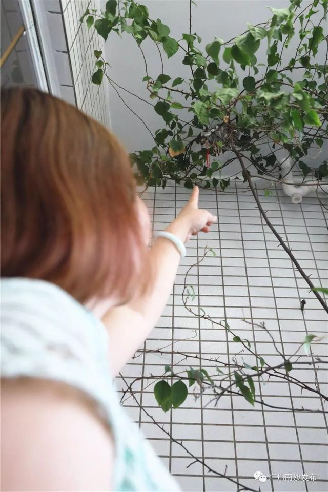 为南沙的生态环境点赞！野生白头翁飞进居民楼筑巢产蛋