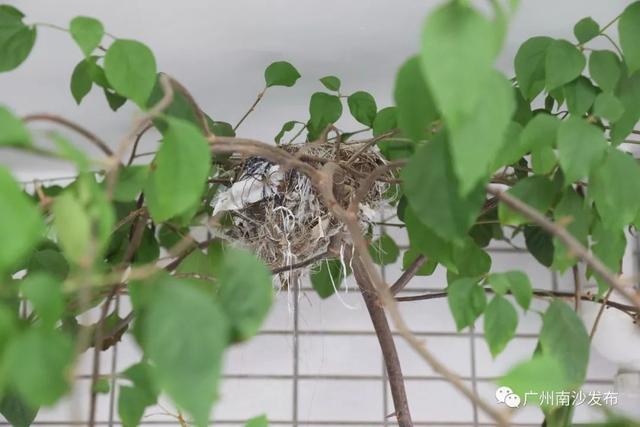 为南沙的生态环境点赞！野生白头翁飞进居民楼筑巢产蛋