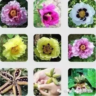 牡丹花那么美，你知道牡丹花语是什么吗？
