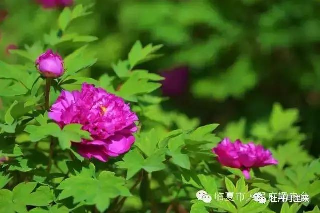 牡丹花那么美，你知道牡丹花语是什么吗？