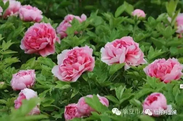 牡丹花那么美，你知道牡丹花语是什么吗？