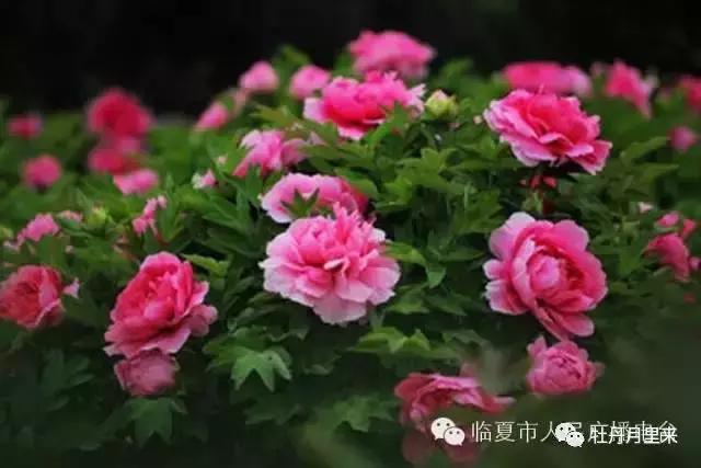 牡丹的花语和寓意是什么（牡丹花那么美）