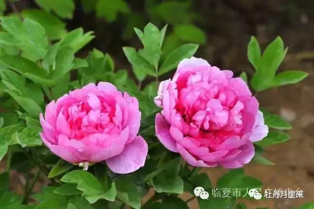 牡丹花那么美，你知道牡丹花语是什么吗？