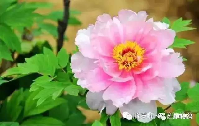 牡丹花那么美，你知道牡丹花语是什么吗？
