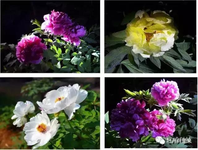 牡丹花那么美，你知道牡丹花语是什么吗？