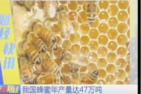 中国制造！我国多种蜜蜂产品产量居世界第一 蜂产品远销国外视频封面