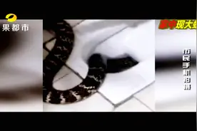 8楼住户抓蛇泡酒 大蛇从下水道“逃亡”到6楼便池视频封面