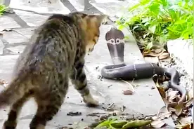 猫为什么不怕毒蛇？猫咪每次都把毒蛇当玩具，说出来你都不敢相信视频封面