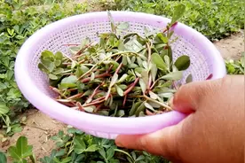 这才是马齿苋最好吃的做法，鲜香味美，方法简单，一看就会