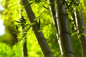竹子根系发达破坏农田，3种方法可以消灭竹根，农民：经济实用图片