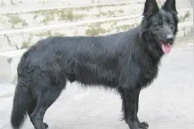 比利时牧羊犬是什么样的狗呢？有这些特征视频封面