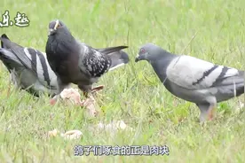 鸽子吃肉吗？颠覆你的三观，看完涨学问了