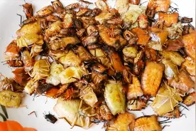 老挝名菜：干煸臭虫！煮过后臭味全无，味道还很香