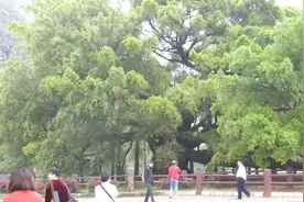 中国最大的一颗千年古树，占地总面积约1000多平方米，就在广西省！视频封面