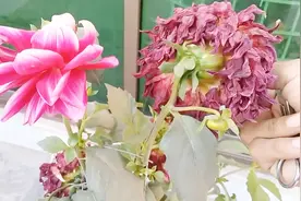 大丽花凋谢得快，多半是因为没控花，用这个方法就可以补救