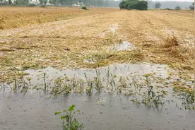 河南正阳：一天的大暴雨，小麦都在水里面，老农民只能无助的心疼视频封面