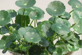 铜钱草每年必须这么做，叶片油绿爆盆，又肥又大，不再黄叶！视频封面