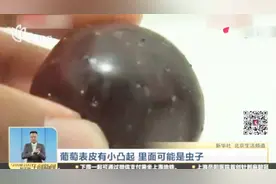 吃葡萄的时候注意了！葡萄表皮有小凸起？里面可能是虫子！视频封面