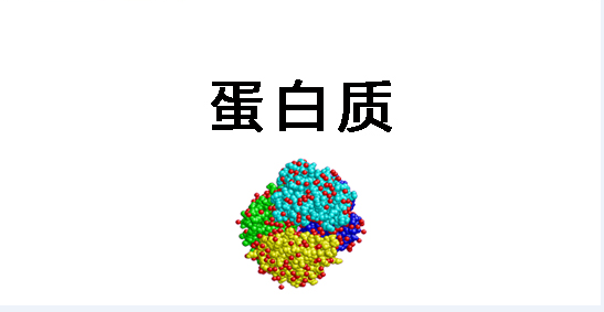 学生阎霄云自讲课讲义：生命活动的主要承担者——蛋白质