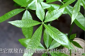 发财树放这2种地方养，叶子绿油油，再也不烂根黄叶！