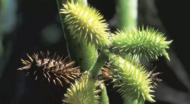 如何泡脚去湿气寒气最有效,【养生】泡脚的时候加点它,三天逼出体内