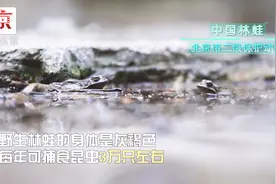 野生动物在哪里？北京野生动物“家底”大调查视频封面