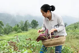 农村宝妈去菜园摘菜做晚餐，辣椒可以吃了，不久就可以做酸辣椒了视频封面