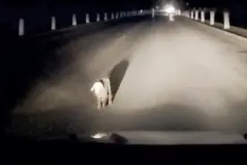 旅行路上，不小心捡了只羊视频封面