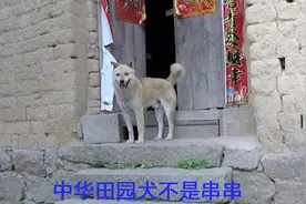 拯救中华田园犬：你真的了解中华田园犬？它可不是串串！
