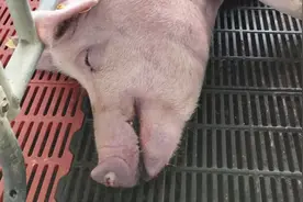 发现猪鼻子干燥，流白色鼻涕，你知道是什么疾病吗？这里告诉你！视频封面