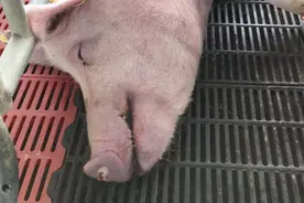 发现猪流白色黏性鼻涕，你能快速诊断疾病吗？这里告诉你方法！视频封面