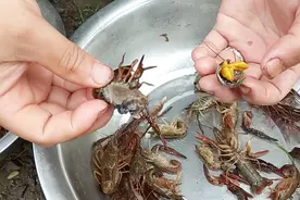 为什么饭店的龙虾不去头，在家吃却要去头？去头的方法你知道吗？视频封面