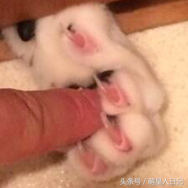 �ŷ����һֻ�ɰ�è�ƣ���ʺ���̲�ס��ǰߣ����ȴ�����Լ����˵�