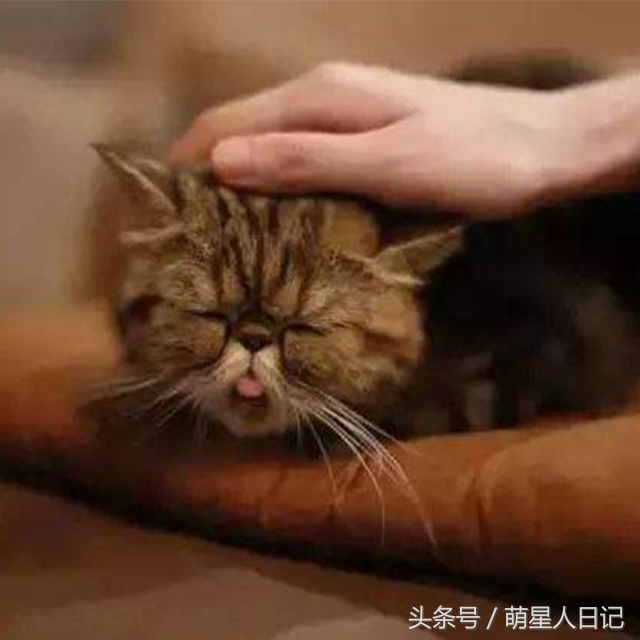 �ŷ����һֻ�ɰ�è�ƣ���ʺ���̲�ס��ǰߣ����ȴ�����Լ����˵�