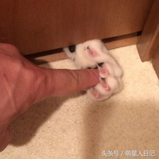 �ŷ����һֻ�ɰ�è�ƣ���ʺ���̲�ס��ǰߣ����ȴ�����Լ����˵�