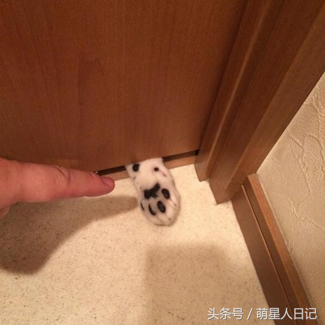 �ŷ����һֻ�ɰ�è�ƣ���ʺ���̲�ס��ǰߣ����ȴ�����Լ����˵�