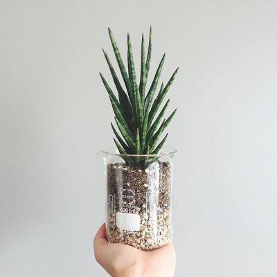 头像大全唯美风景植物(qq风景头像图片大全 唯美)-措必培