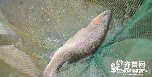 金鳟鱼用不用去鱼鳞