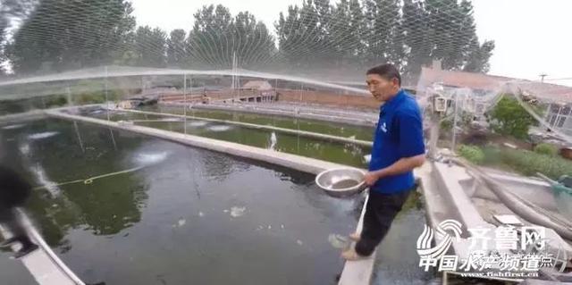 金鳟鱼用不用去鱼鳞