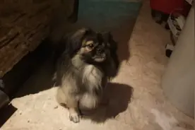 以往高贵不做作京巴犬，为何沦落成流浪犬？看完有点心痛视频封面