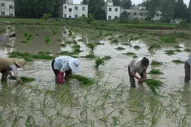 豫南人工插秧，一天150包三餐，你会过来插秧不？