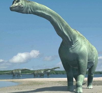 波塞东龙海拉尔龙原角龙鹦鹉嘴龙弱角龙巨嘴龙扁角龙多背棘沱江剑龙