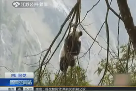 树上“长”了个野生萌宝宝 四川卧龙现新熊猫栖息地 在树上睡大觉视频封面