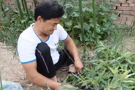残疾青年王合全在家自己用竹竿做了个鱼竿，网友问能钓到鱼吗视频封面