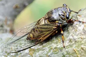 为什么现在的知了越来越少了？说出来你都不敢信