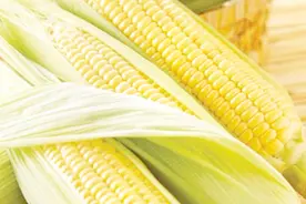 买嫩玉米时看准这个地方，鲜嫩味甜口感好！