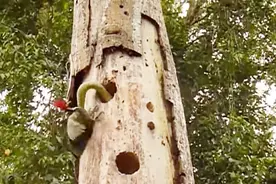 啄木鸟中的犟驴！与蛇对咬，宁死不屈！自然界一大奇葩视频封面
