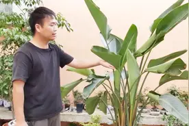 鹤望兰（天堂鸟）出现卷叶，很可能是这种原因，赶快处理一下视频封面