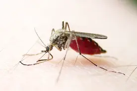 生活小窍门：用啤酒灭蚊子到底行不行？一起来看看试验吧视频封面